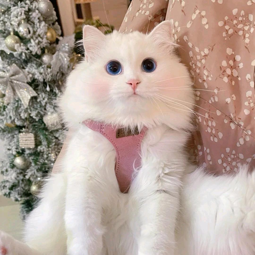 一筐甜李子