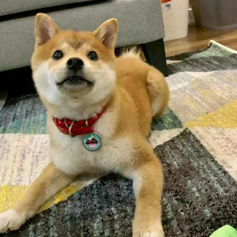 柴图图