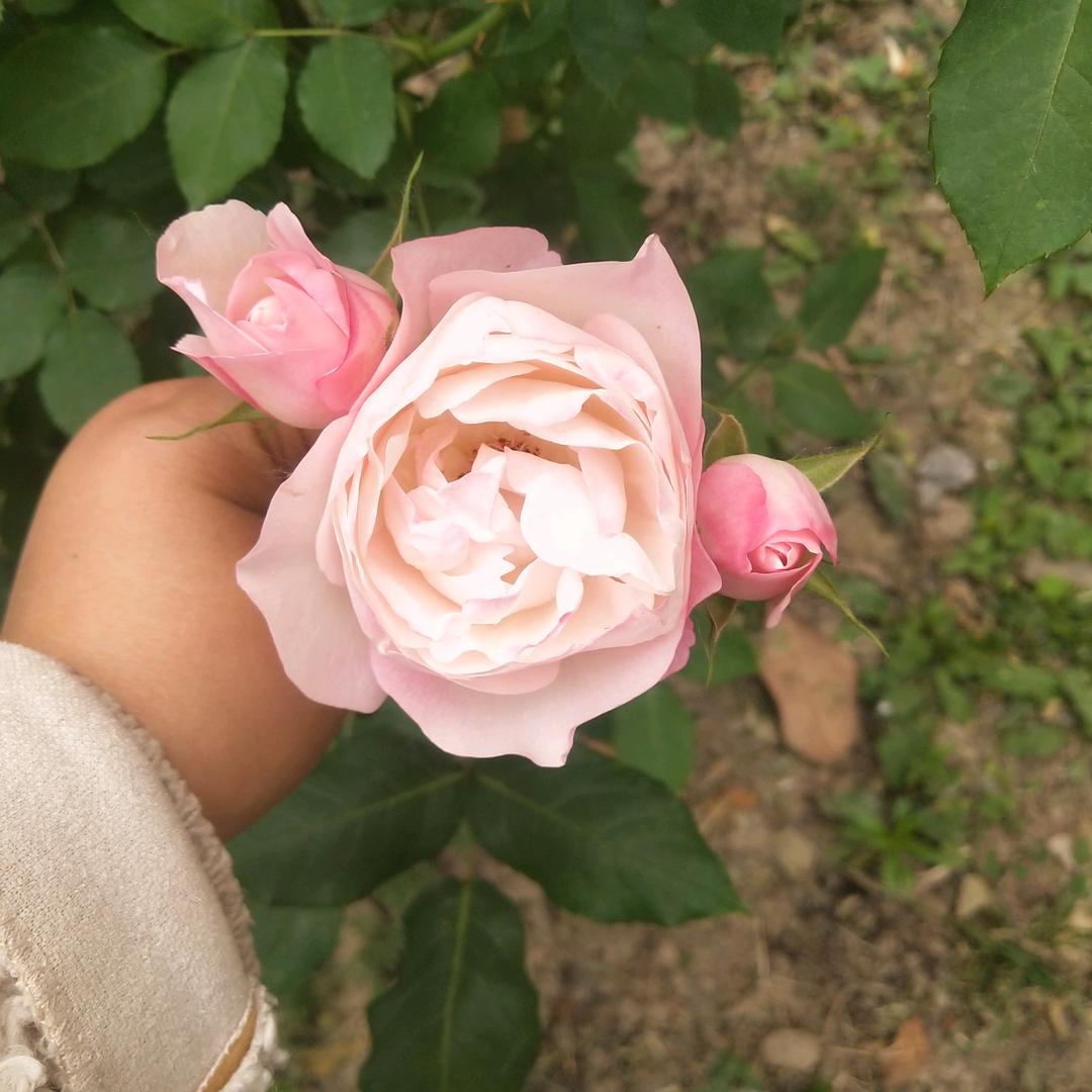 努力学习努力奋斗@