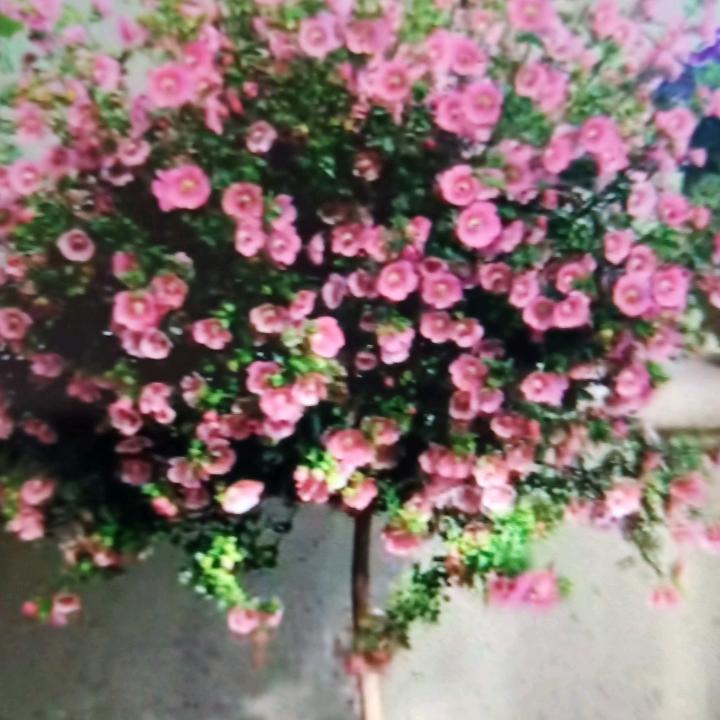 老老虞