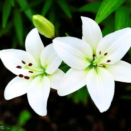 简单灬最美（🕊🕊）