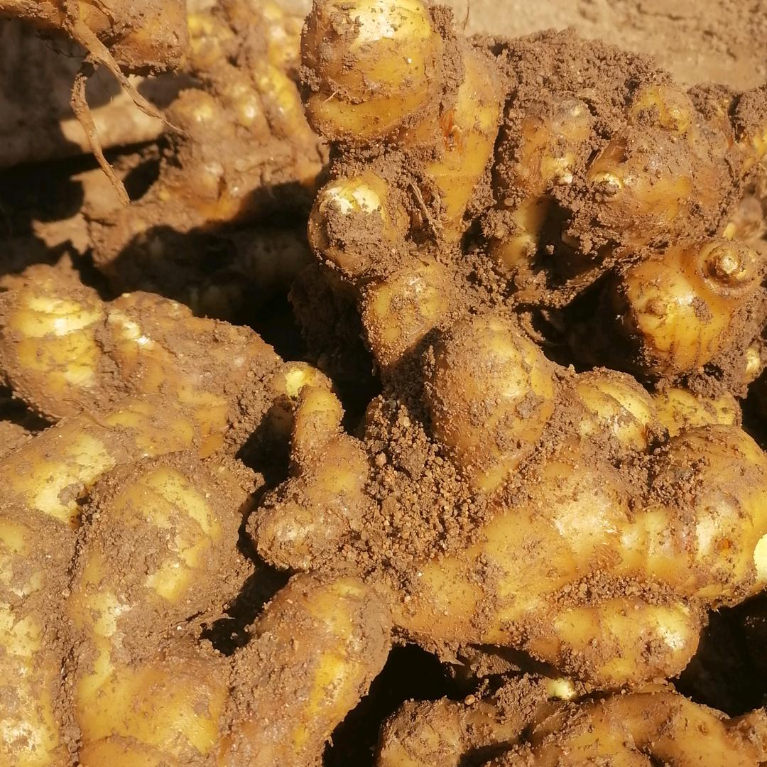 志在四方收购大姜，芋头等