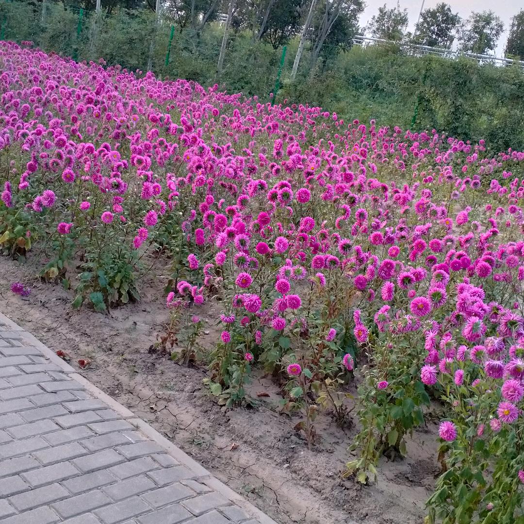 🌺蕊