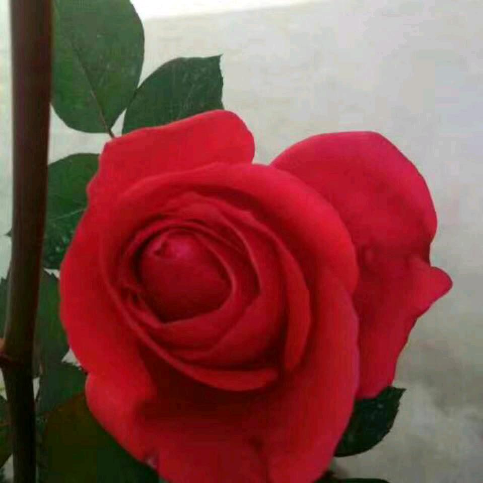 @开❤快乐《湖北恩施》