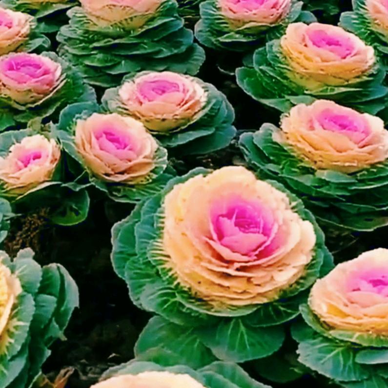 2580