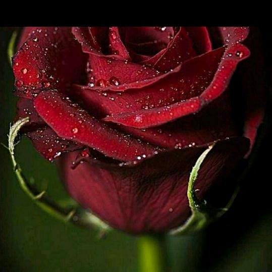 💓湾月清叽💓