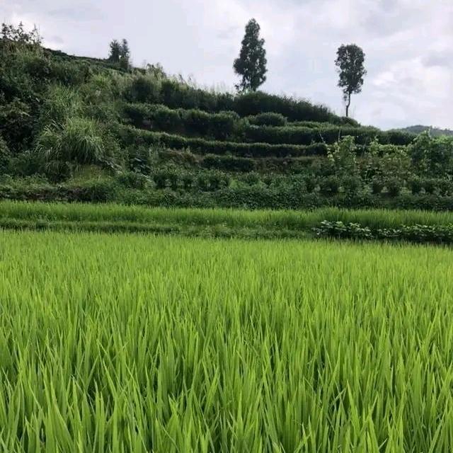 君大小姐（跟班）