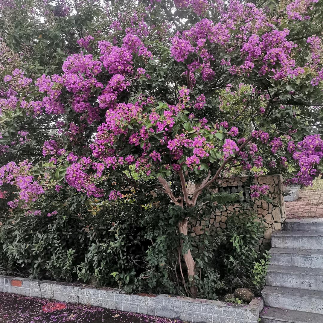 平邑润达苗木有限公司企业店