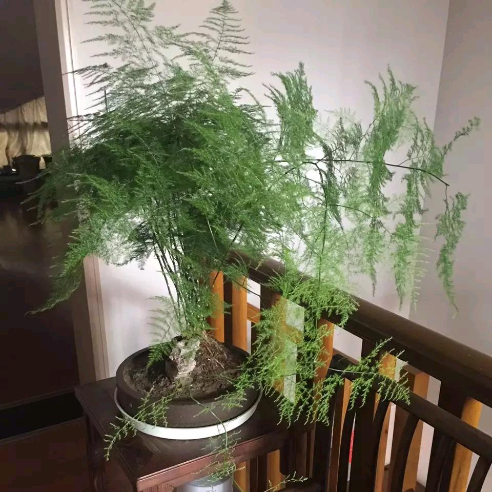 小乐乐