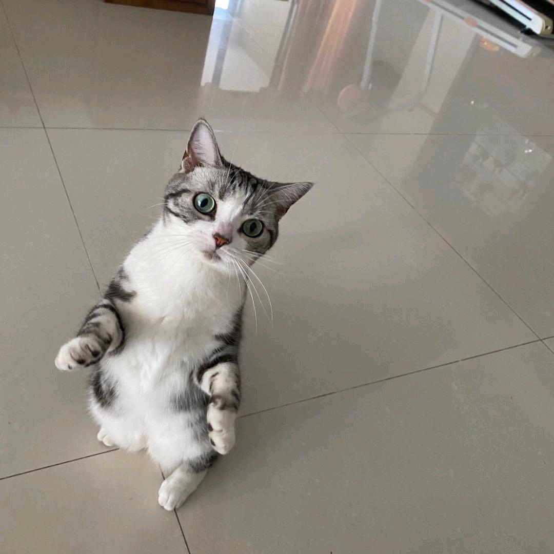 🎀兔气扬眉