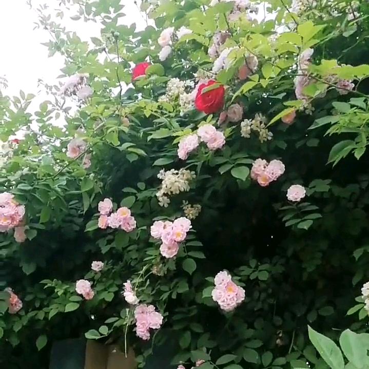 花好月圆