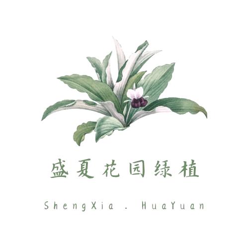 盛夏花园