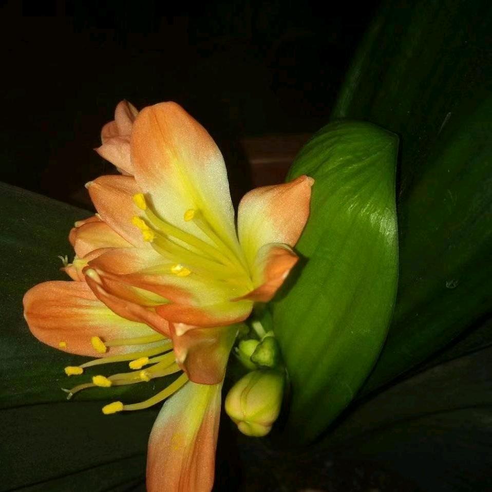 九月菊，拒绝私聊！