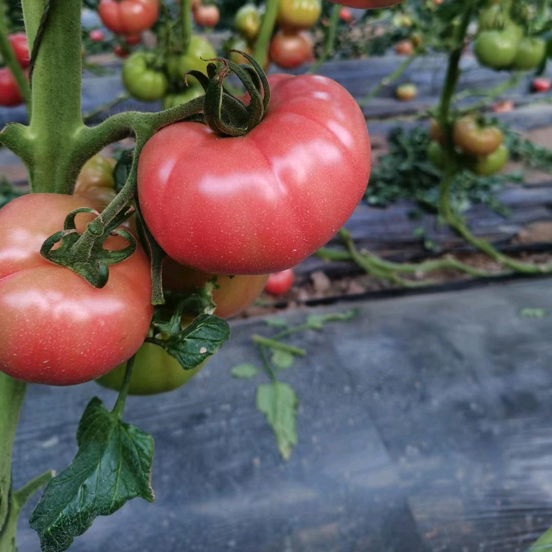 河洽村新坤西红柿采摘园