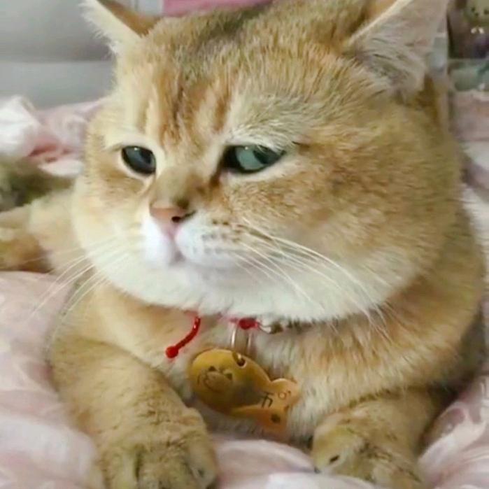 子非鱼