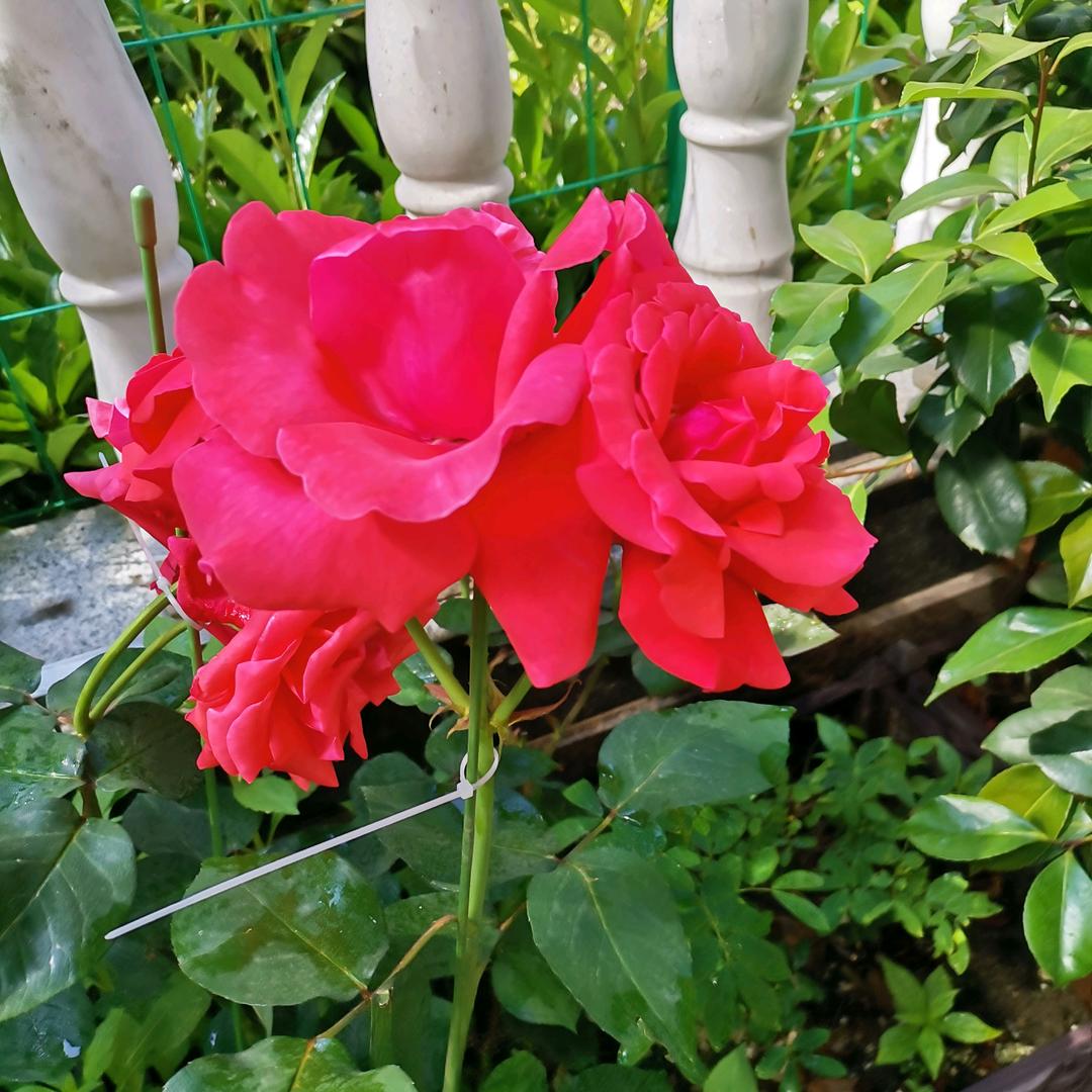 62年的虎