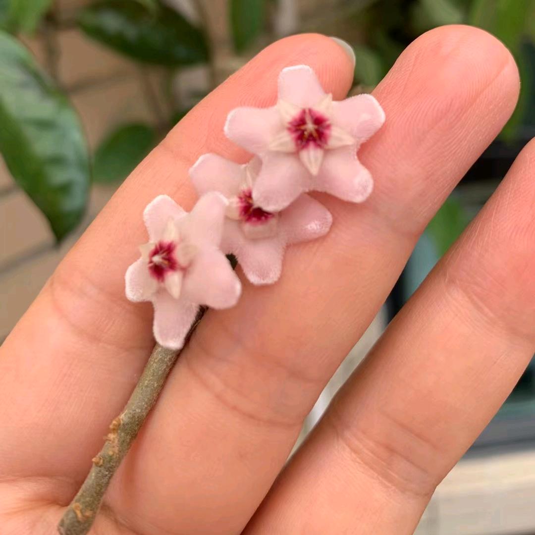 小莲子