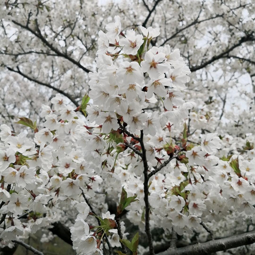 山枫