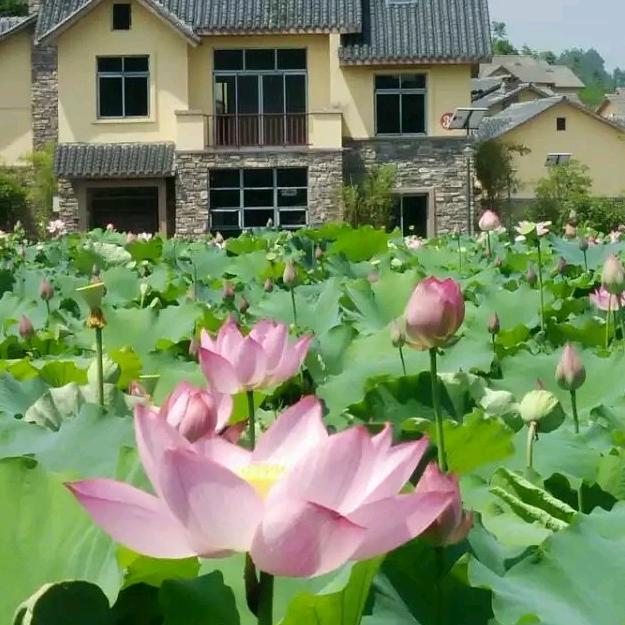 夏日风玲