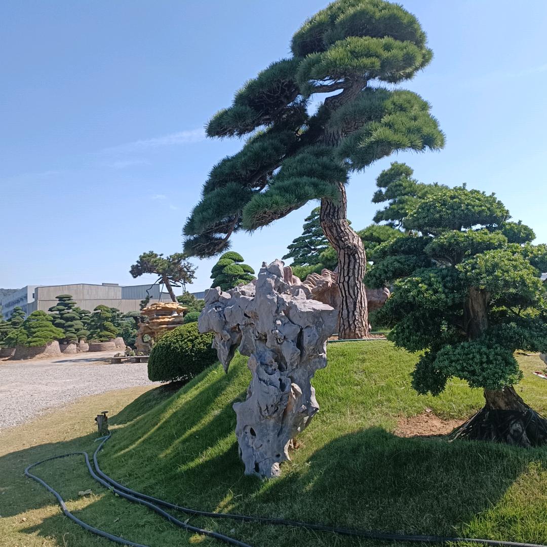 阿一景观造型修剪