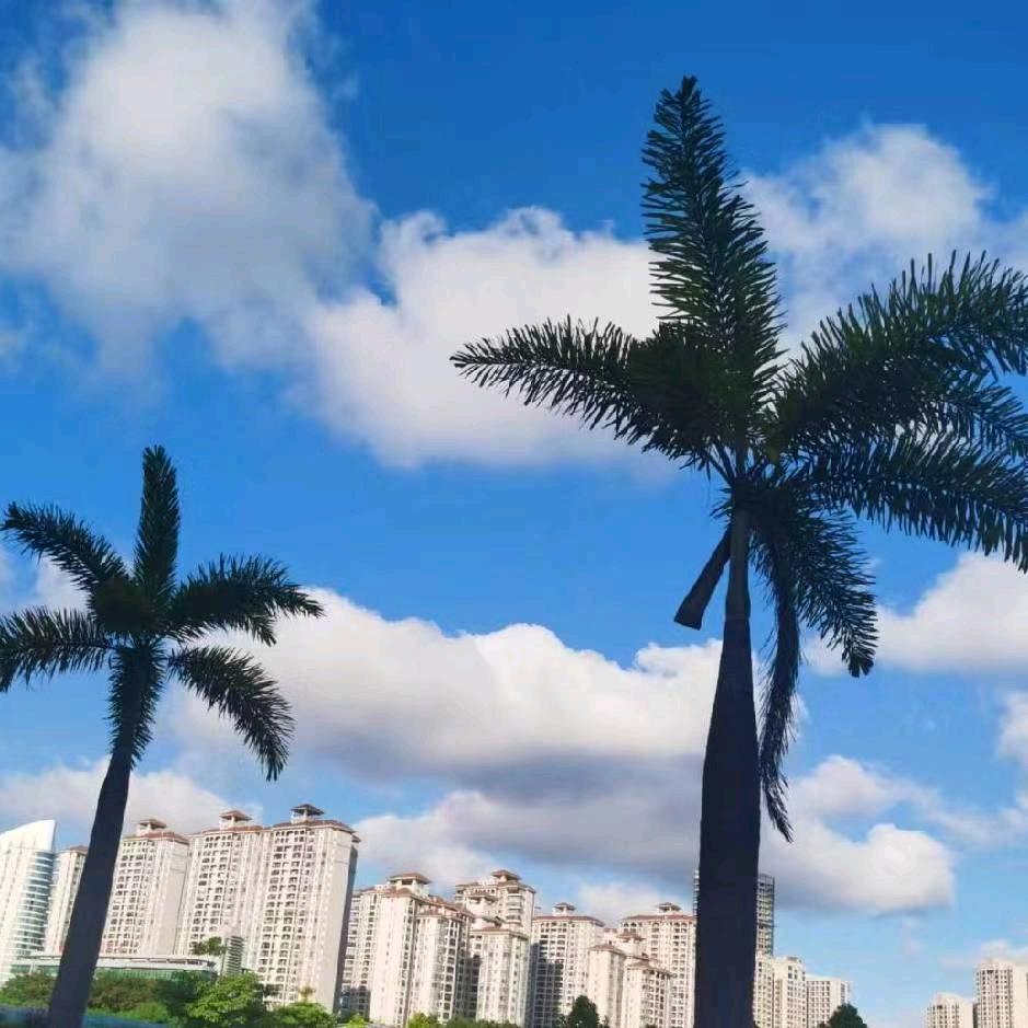 芒果星河