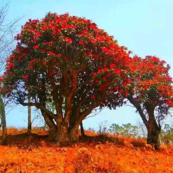 雨田景观绿化工程有限责任公司