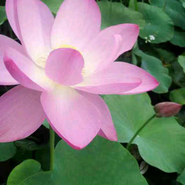 夏荷
