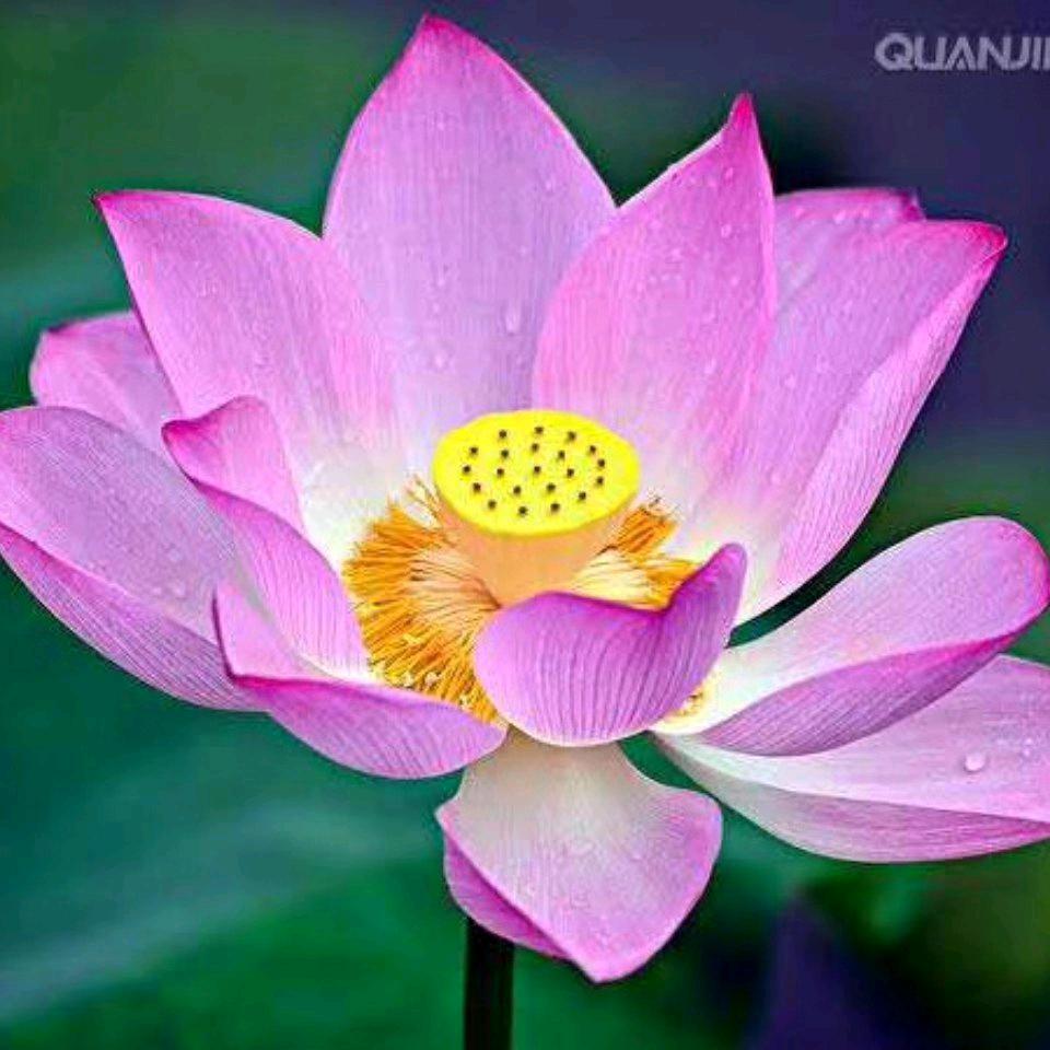 玫香静心🇨🇳