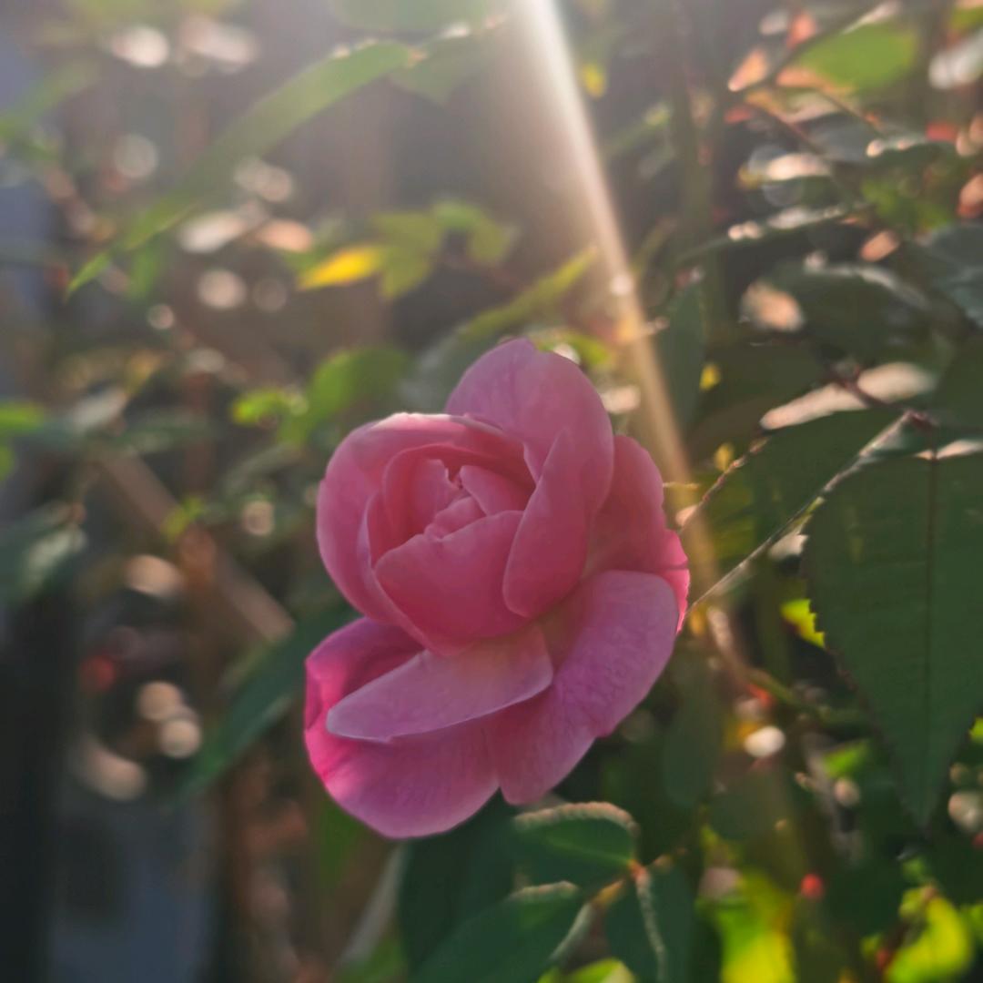 小songBB