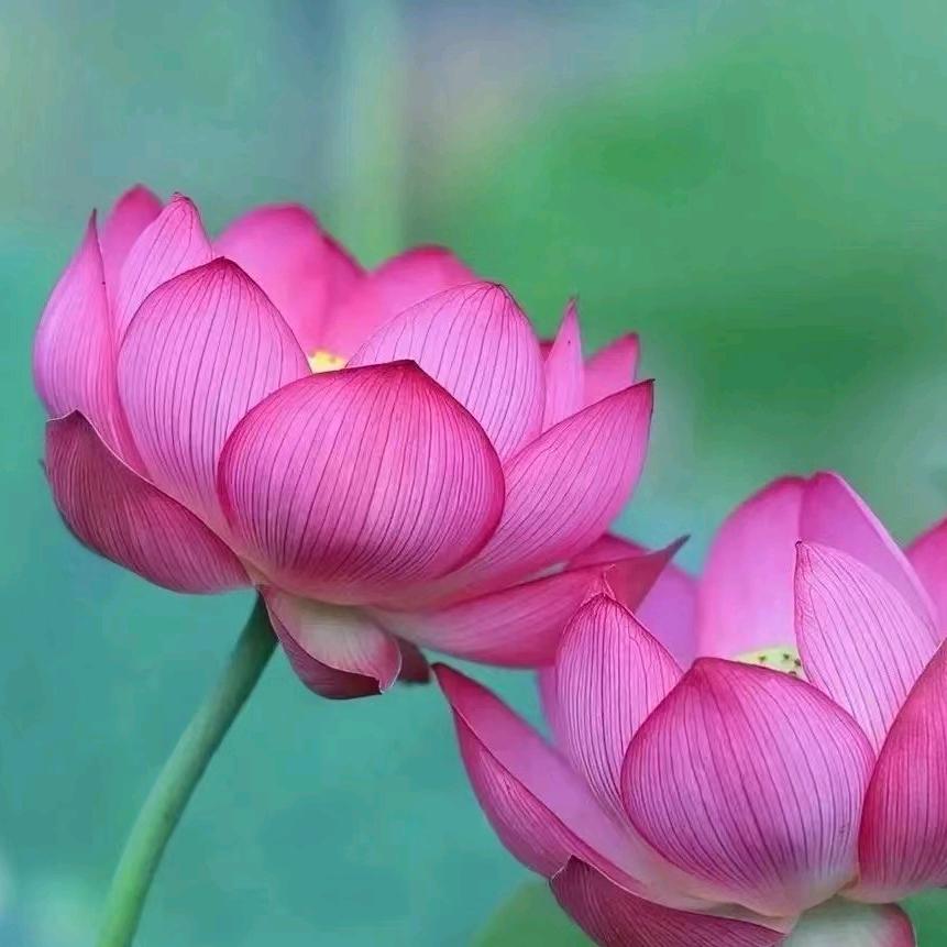 🌺木棉花🌺