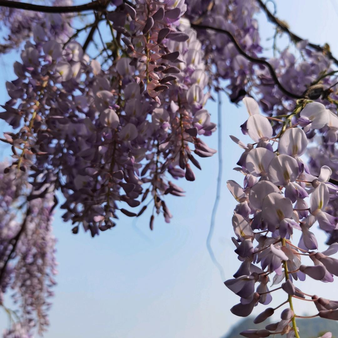 踏雪寻芳（拒私聊）