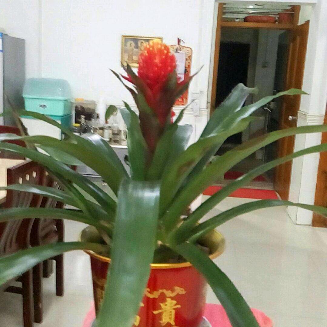 点心