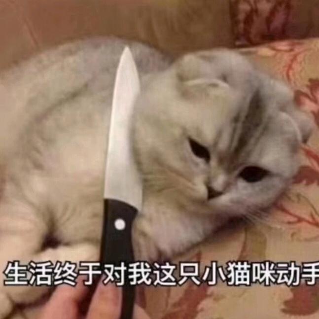 我是你的小猪
