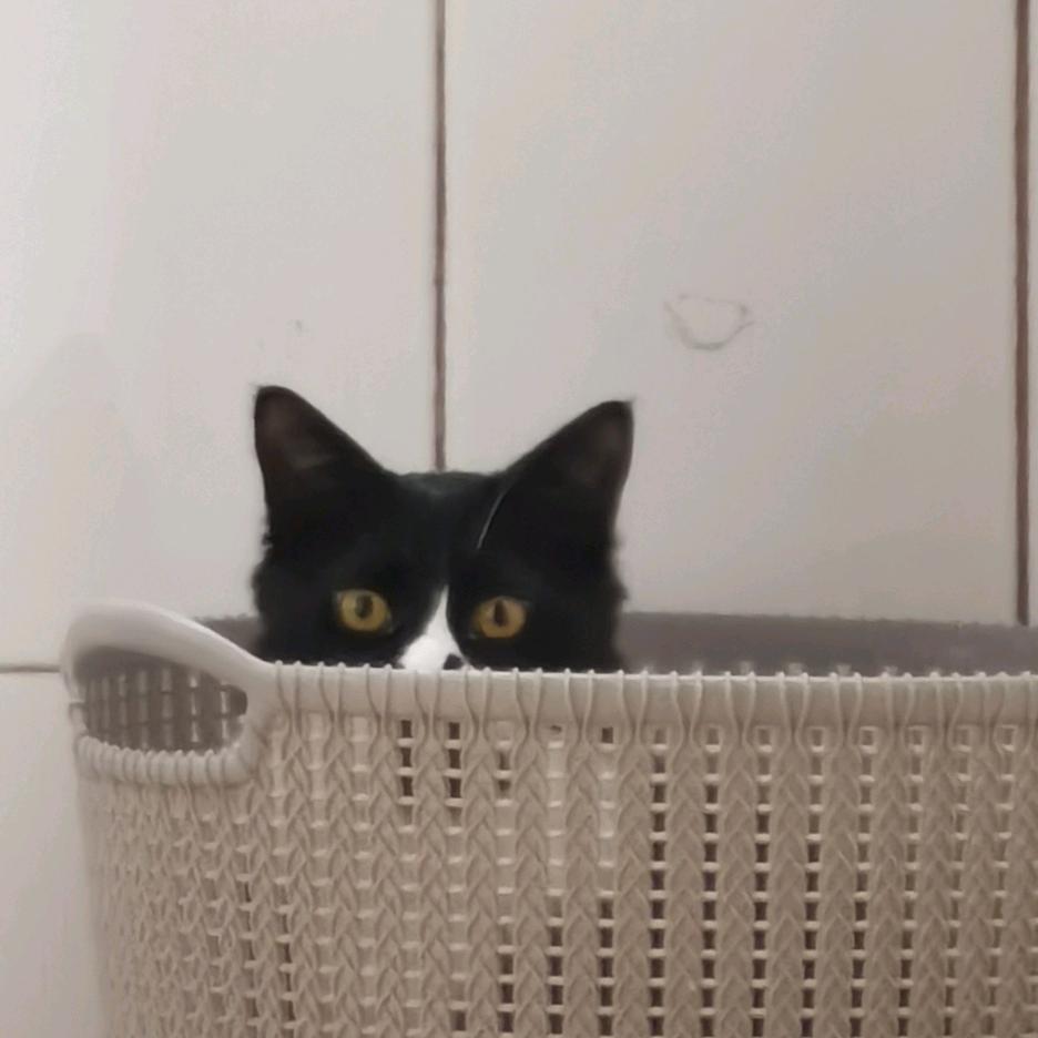 自挂东南枝🌈🌈