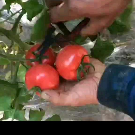 普罗旺斯水果西红柿