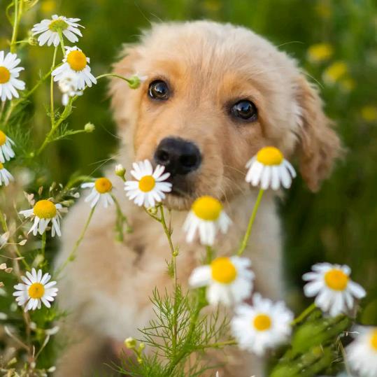 小兰花烘焙服务