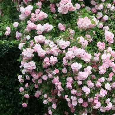 简简单单是快乐。