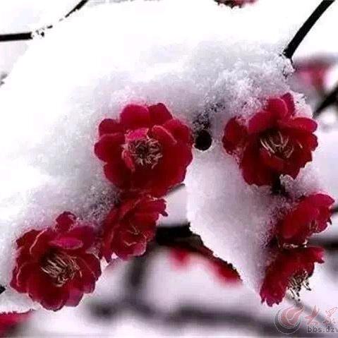 💋踏雪寻梅🌸