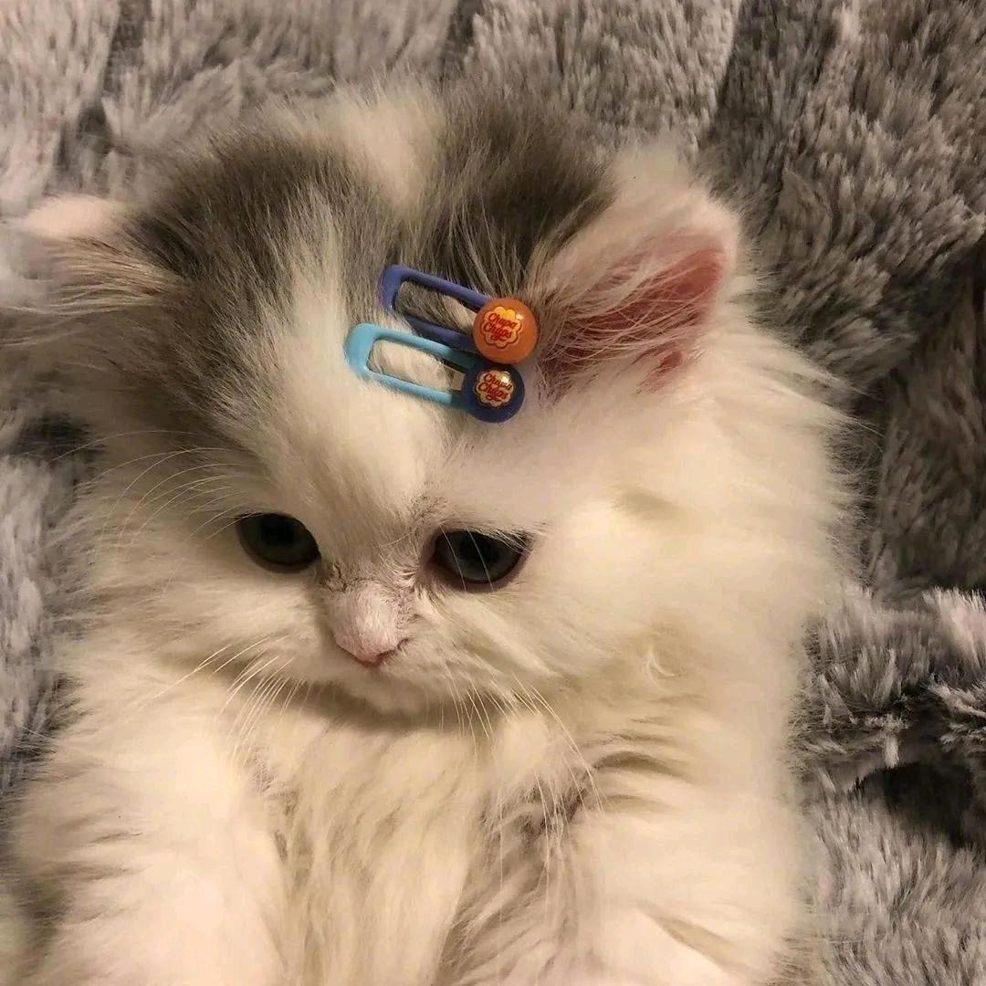 人间富贵花