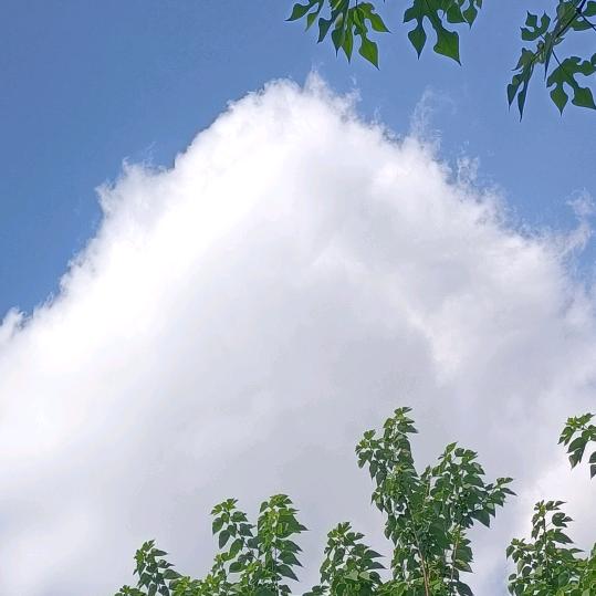 《福禄枣》空心烟雨