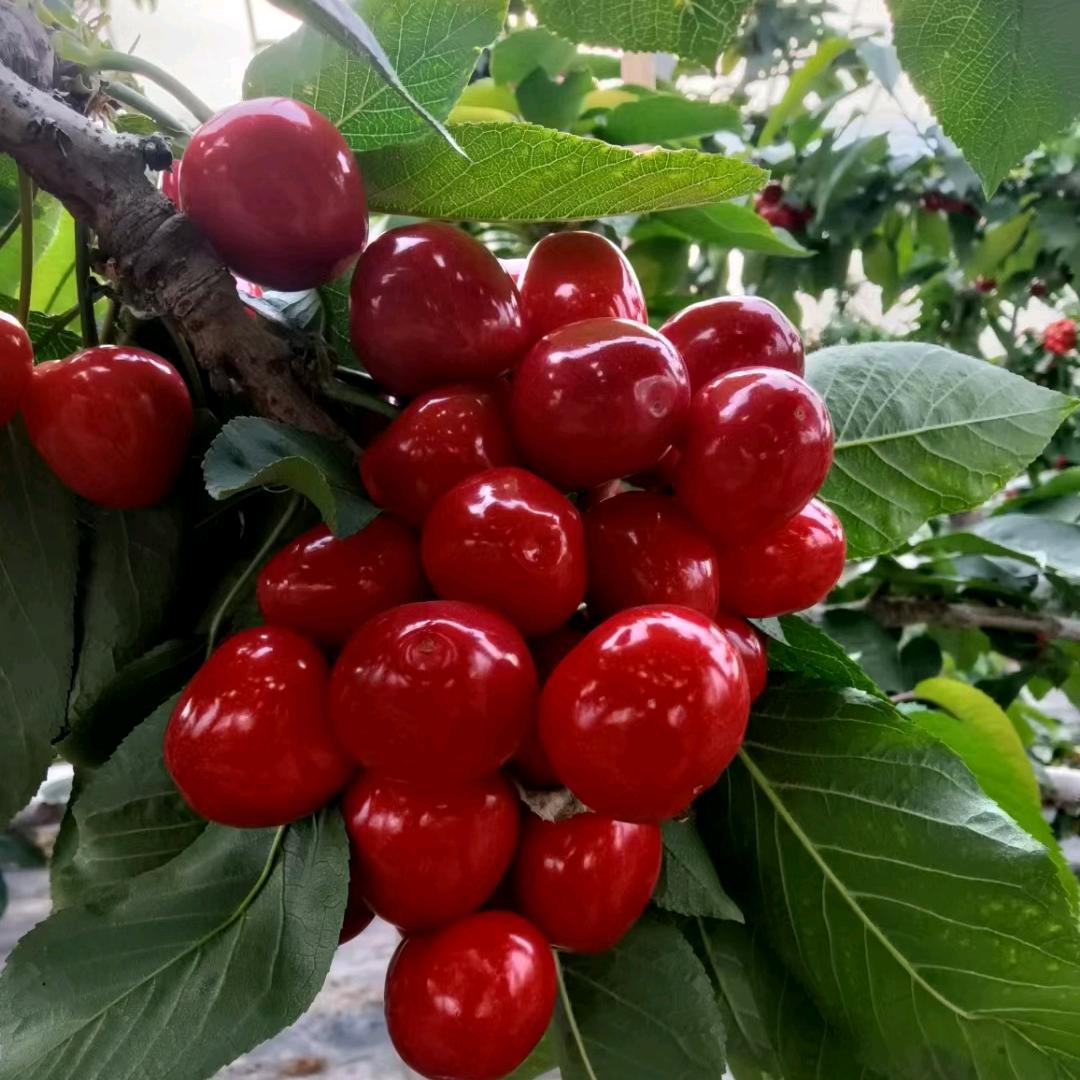 烟台莱阳大樱桃