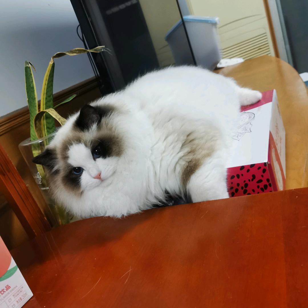 风信子