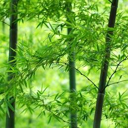清风竹影