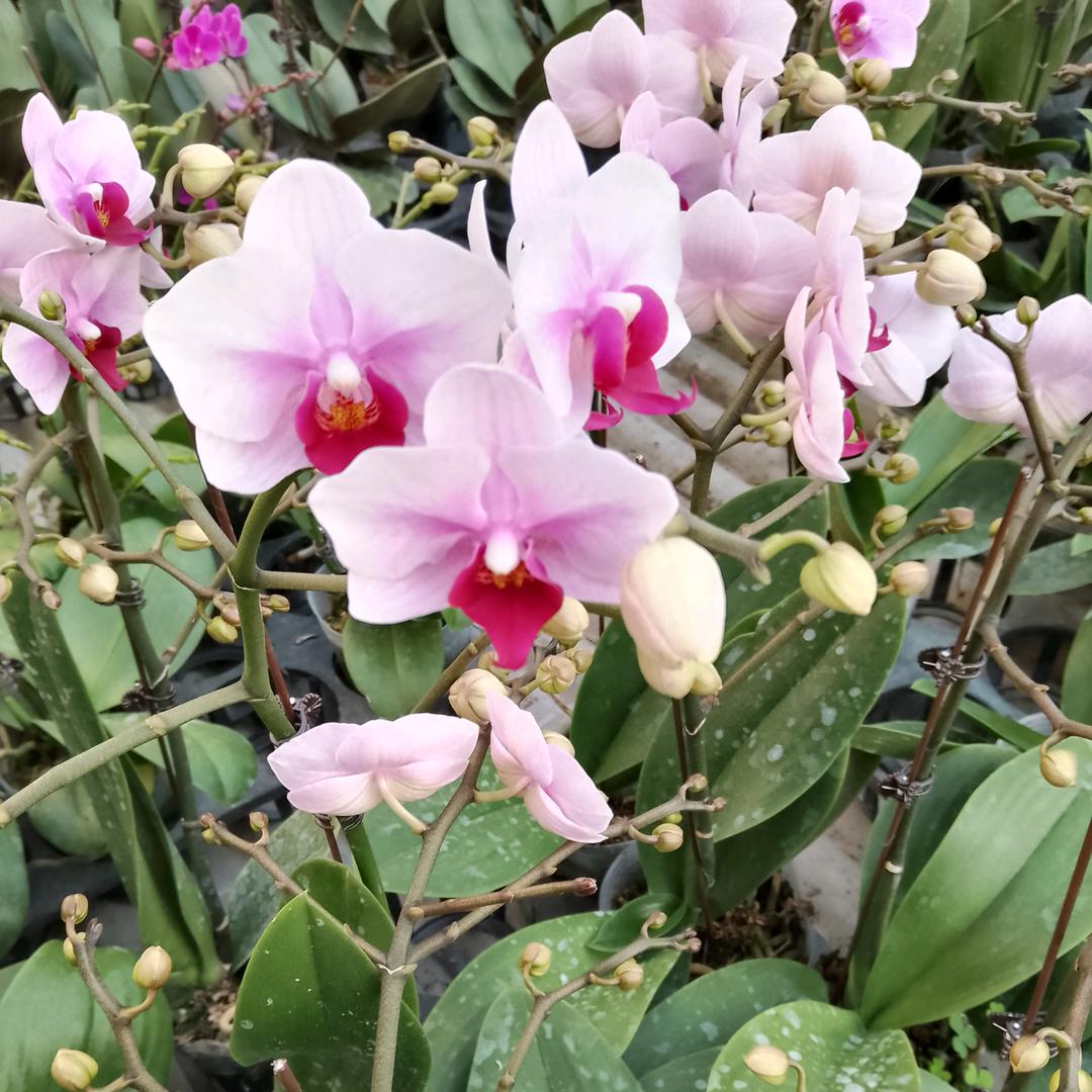 向阳花