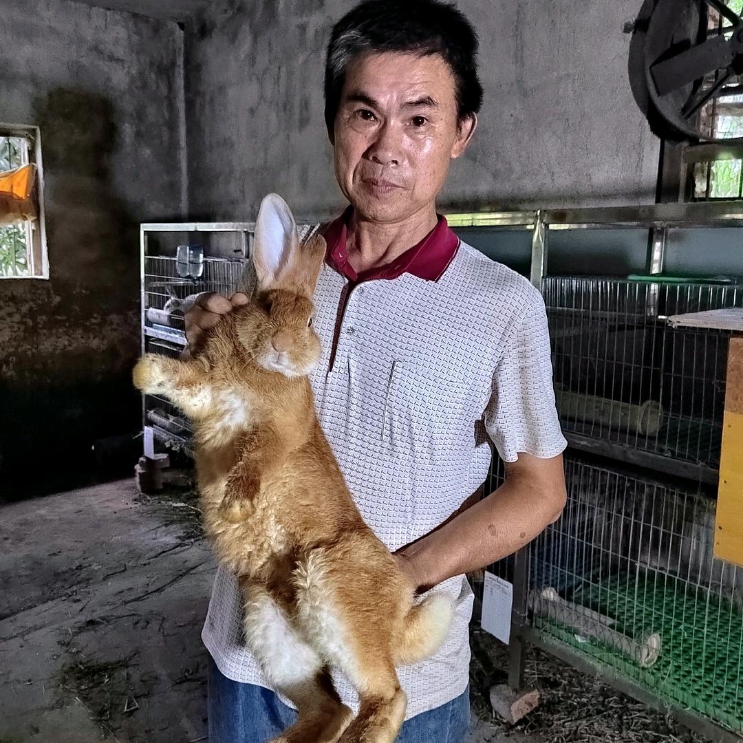 老高养兔