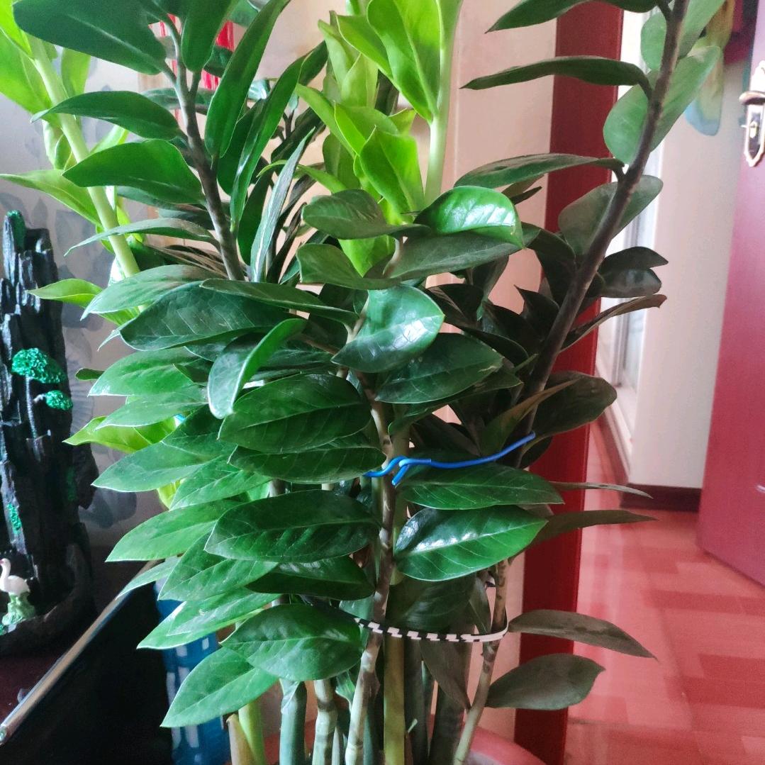 平安