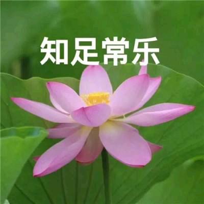 花开富贵γ