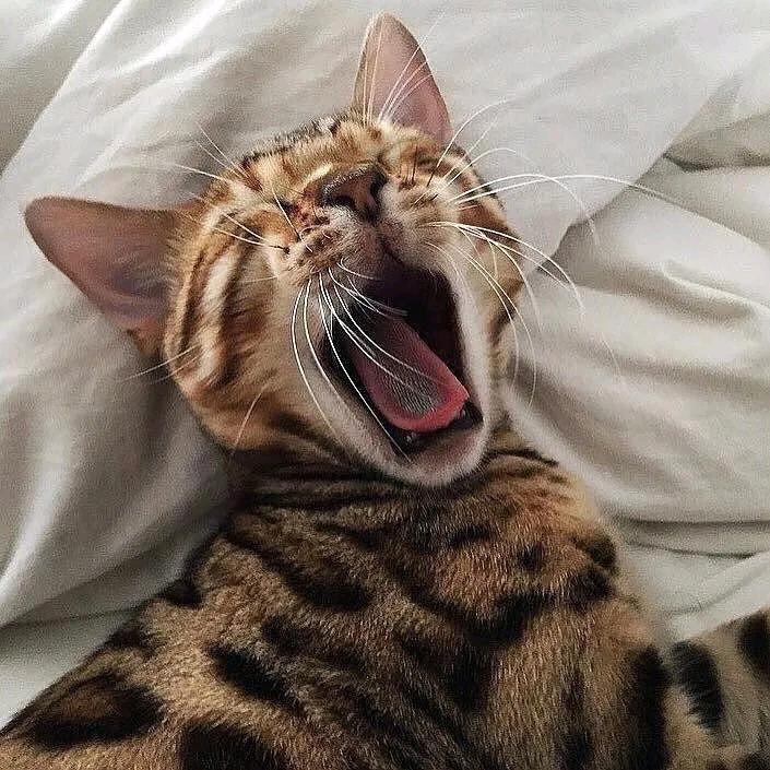 孟格拉斯·凯奇