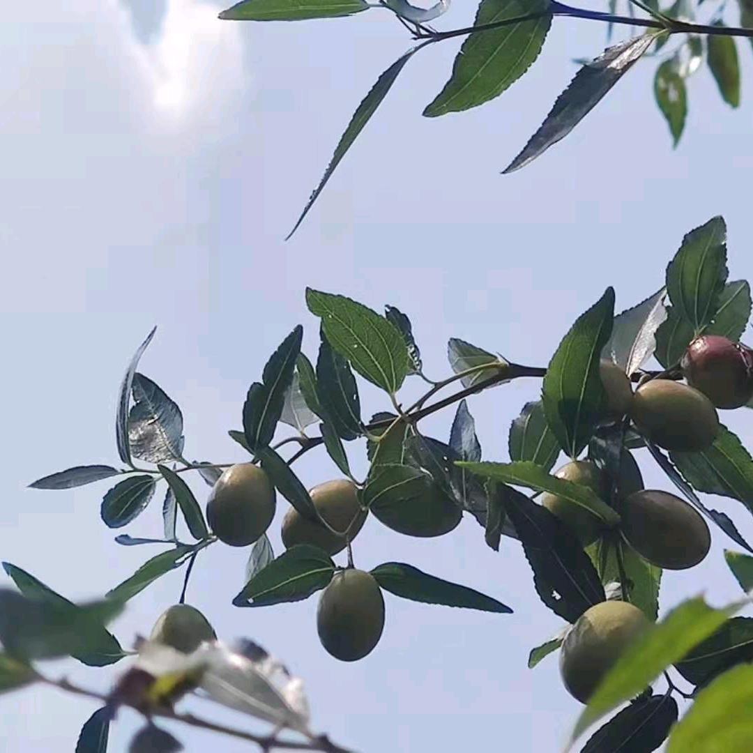 平凡人生。