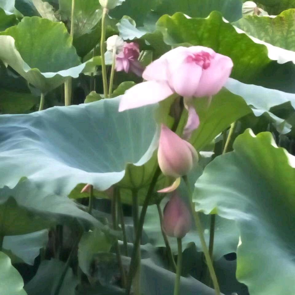 🌦️爱是一缕阳光🌦️
